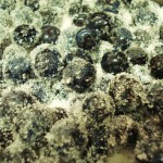 geléia de blueberries